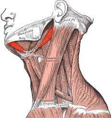 Ursprung des Digastrischen Muskels, Insertion, Innervation, Funktionen