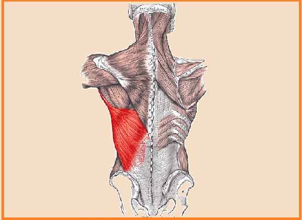 Caratteristiche muscolari dorsali della larghezza, funzioni, sindromi