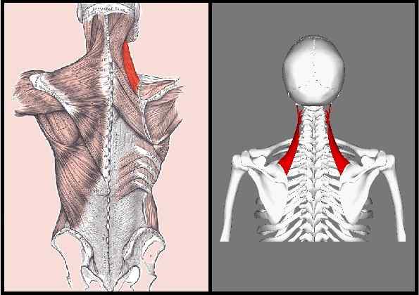 Características musculares do elevador da escápula, funções, síndromes