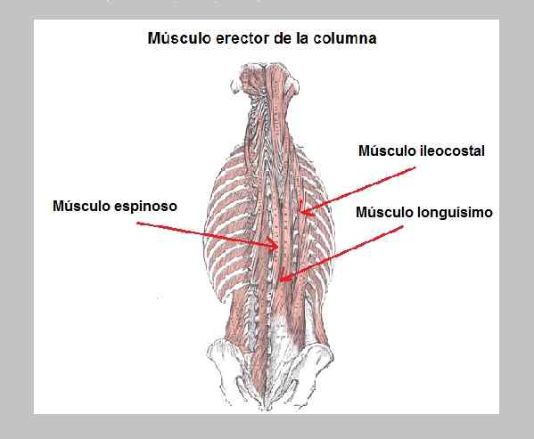 Muscle érecteur de l'origine, fonctions, syndromes