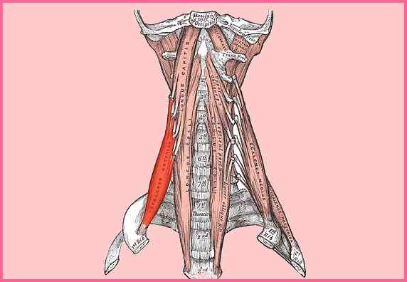 Precedenti origini muscolari di Escalano, irrigazione, funzione