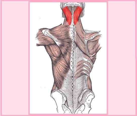 Origine muscolare Splenio, funzioni, sindromi, disturbi