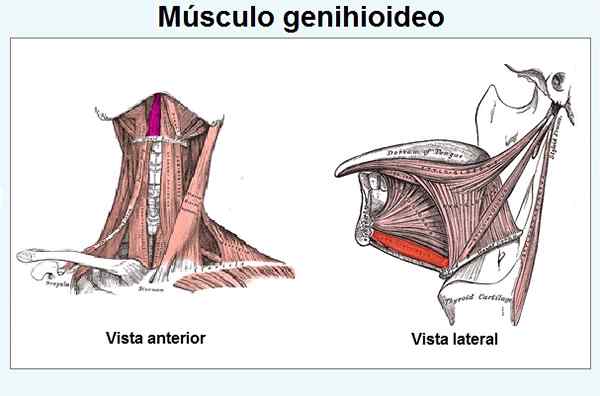 Genihioïde spieroorsprong, insertie, irrigatie, functie