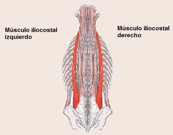 Características musculares iliocostal, origem, função, patologias