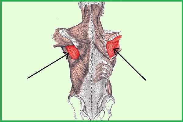 Infraspineuze spieroorsprong, functies, aandoeningen