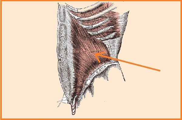 Origine del muscolo obliquo interno, irrigazione, funzioni, patologie