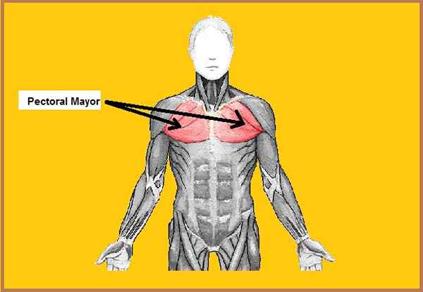 Hauptmuskel -Hauptursprung, Insertion, Funktionen, Syndrome