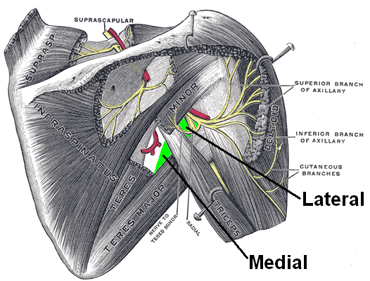 Okrogla mišica večja anatomija in klinični premisleki
