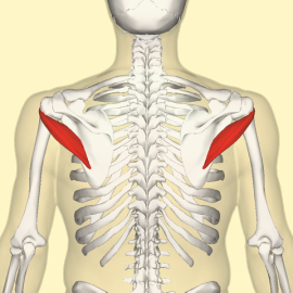 Origine minore muscolare rotonda, inserimento, innervazione, funzioni