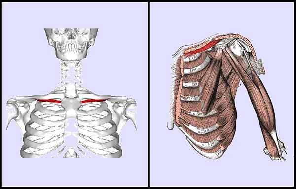 Asal otot subclavian, fungsi, sindrom, gangguan