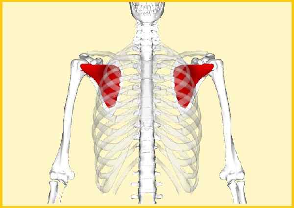 Subscapular muskelegenskaper, funktioner, syndrom