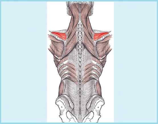 Origine muscolare sopraindinosa, innervazione, funzione, patologie