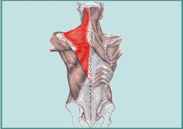 Karakteristik otot trapecio, fungsi, sindrom, gangguan