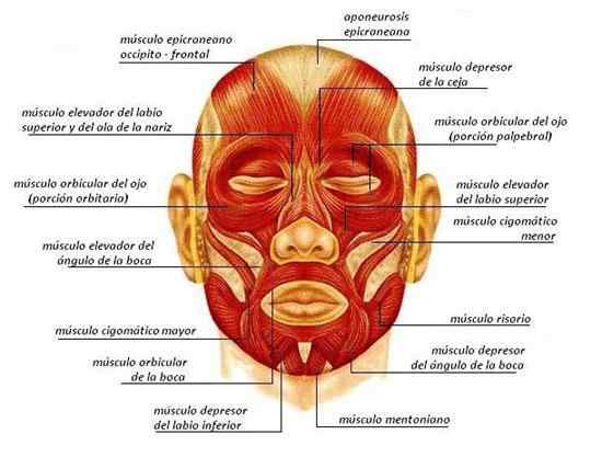 Muscoli della testa e le sue caratteristiche (con immagini)