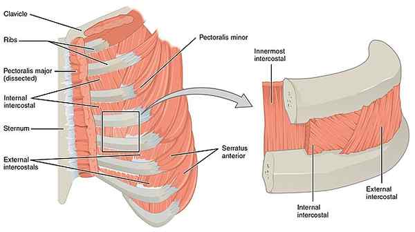 Origine dei muscoli intercostali, inserimento, innervazione, irrigazione