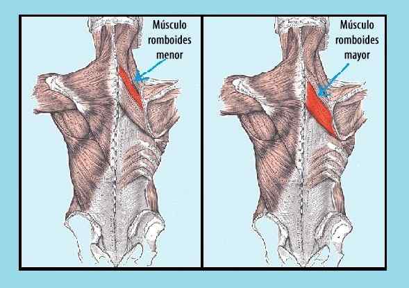 Otot rhomboid minor dan karakteristik yang lebih besar, fungsi