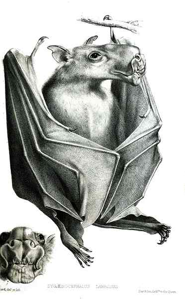 Caractère de la chauve-souris de la tête, habitat, reproduction, nourriture