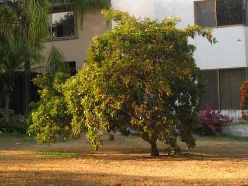 Características de Nanche, habitat, propriedades, receitas de cozinha