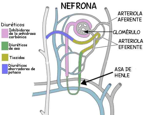 Charakteristiky nefronu, časti, funkcie, typy a histológia