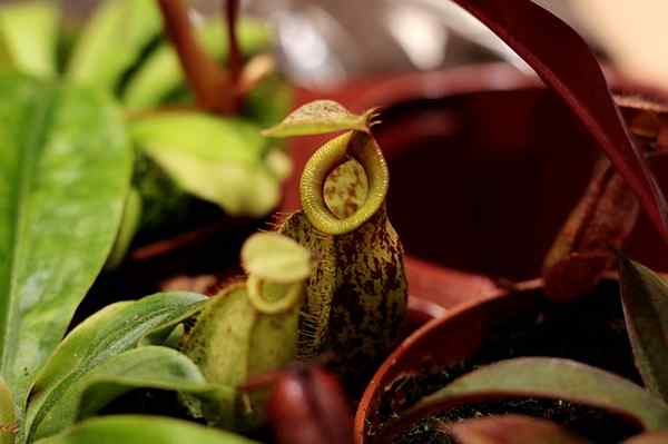 NEPENTHES ATTENBOROUGHII (JUGO DE ATTENBOROUGH) Características, Cuidado