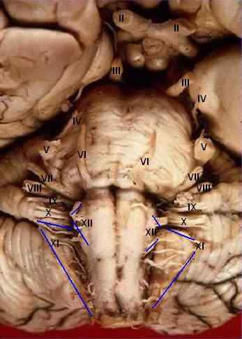 Percorso nervoso vestibulococio, funzione, patologie