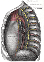 Origine des nerfs intercostaux, voyage, fonctions, pathologies