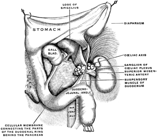 Treitz Anatomy and Functions Angle