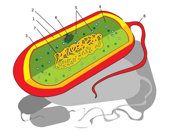 Nukleoidegenskaper, struktur, sammansättning, funktioner