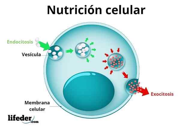 Cellulair voedingsproces en voedingsstoffen