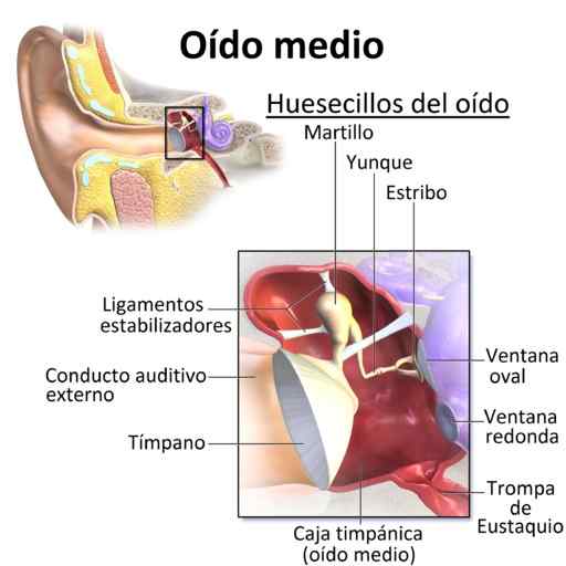 Hörte eine halbe Anatomie (Teile), Funktionen, Krankheiten