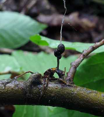 Ophicordiceps Ciri -ciri Unilateralis, Taksonomi, Pemakanan