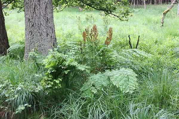 Osmunda gaveegenskaper, habitat, dyrking, sykdommer