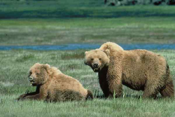 Merkmale von Grizzlybären, Lebensraum, Nahrung, Verhalten