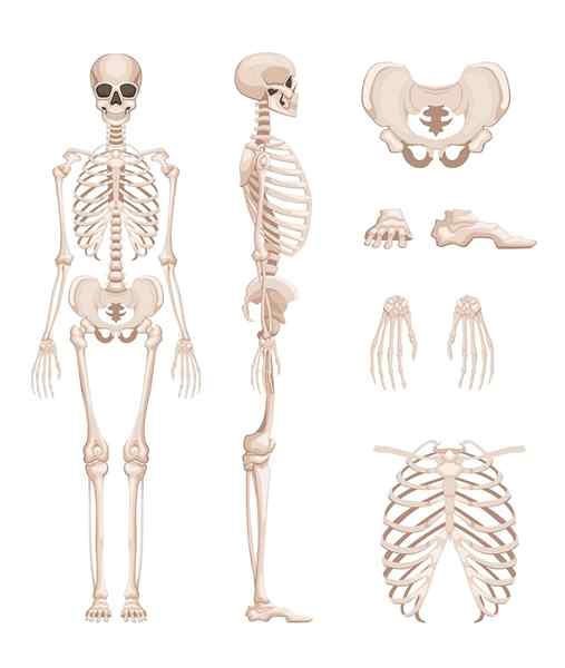 Osteologi Studi dan konsep dasar apa