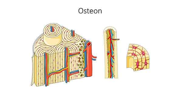 Osteoni- tai kiinnityskomponenttijärjestelmä, histologia, toiminnot