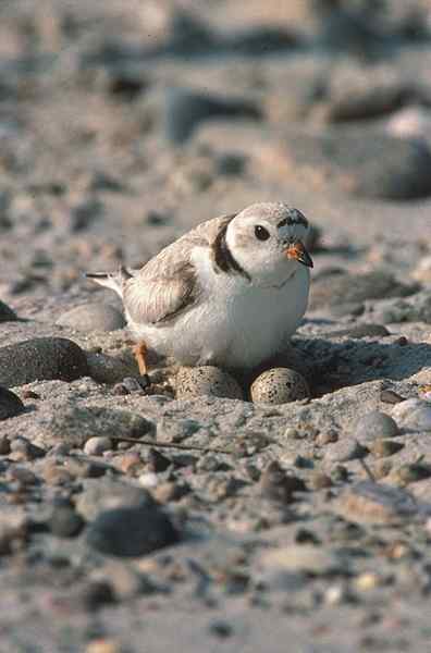 Oviparous kenmerken, reproductie, voorbeelden