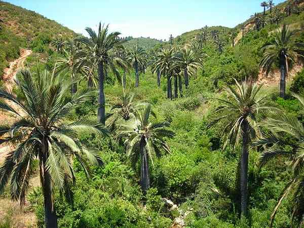 Chileense palmkenmerken, habitat, gebruik, teelt