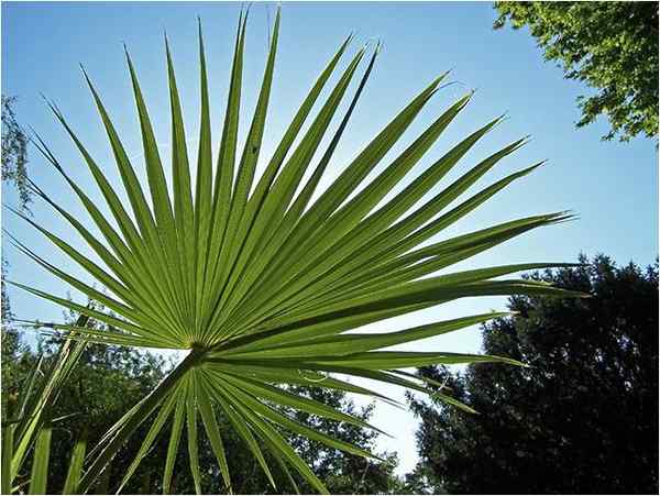 Palma de Guadalupe značilnosti, habitat, uporabe, nega