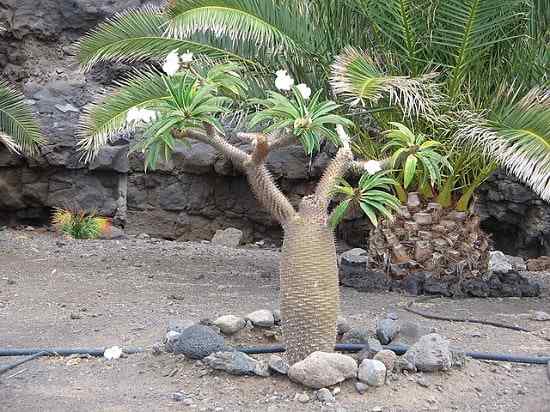Madagascar Palm Características, habitat, reprodução, cuidado