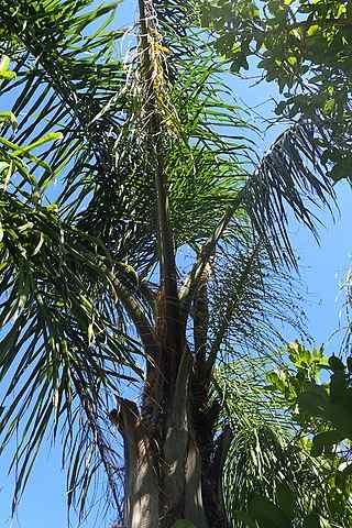 Características de Palm Tree Pondó, habitat, doenças