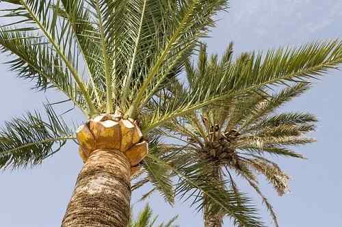 Características palmeiras, habitat, propriedades, cultivo, espécies