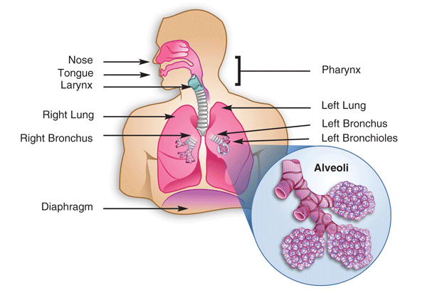 Description du parenchyme pulmonaire, histologie, maladies