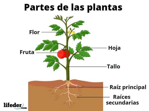 Partes das plantas e suas funções
