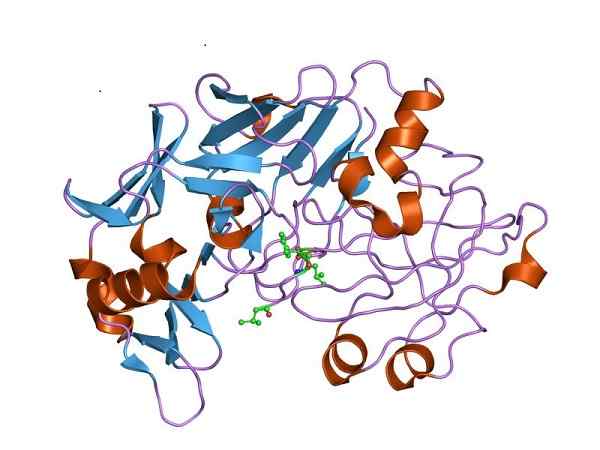 Pepsinogeenstructuur, functies, typen, synthese