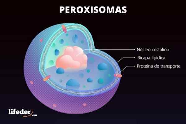 Características de peroxisomas, funções, estrutura, biogênese