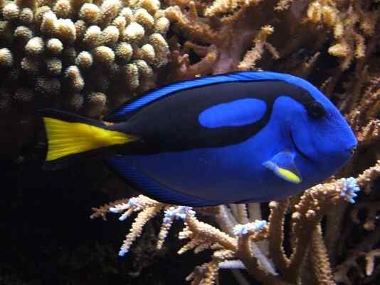 Ikan bedah biru, habitat, klasifikasi, tingkah laku