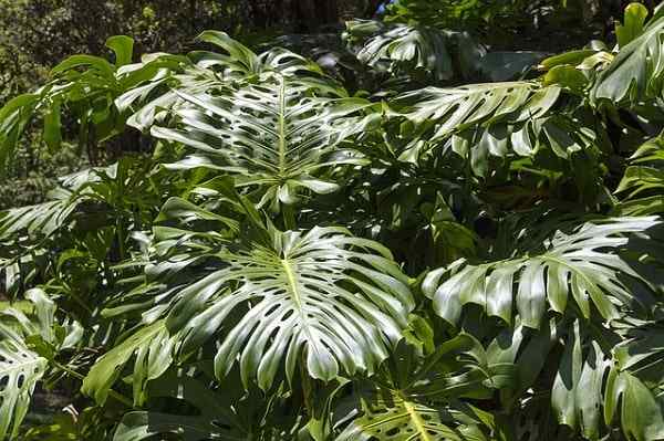 Philodendron -kenmerken, habitat, eigenschappen, voorbeelden, teelt