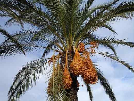 Phoenix Dactylifera -egenskaper, habitat, reproduksjon, omsorg