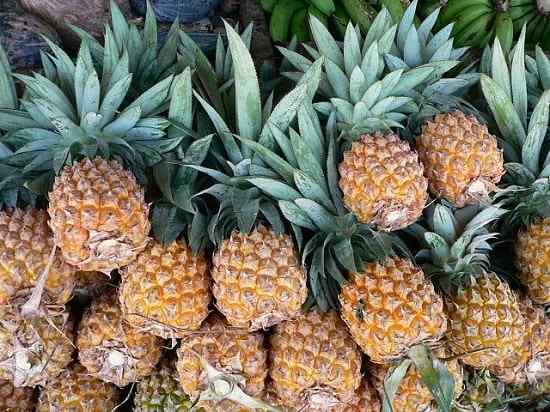 Ananaseigenschaften, Lebensraum, Eigenschaften, Kultivierung
