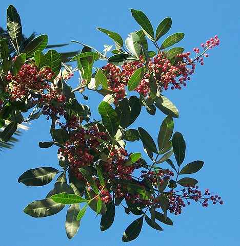 Ciri -ciri merah jambu, habitat, penanaman, sifat